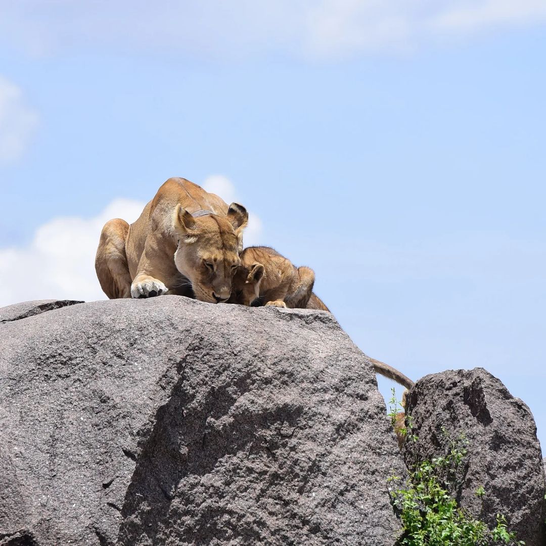 Ultimate Family Safari Adventure