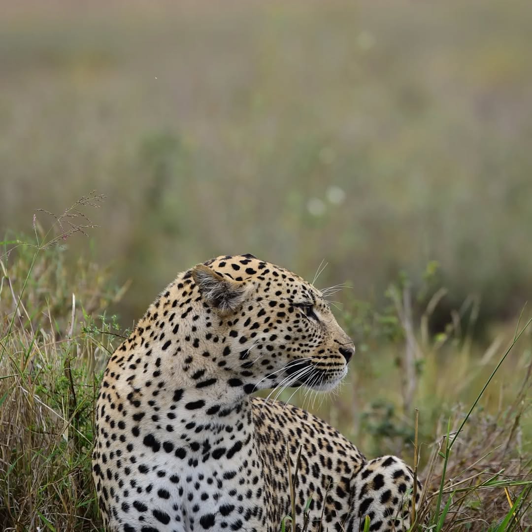 Luxury Safari in Tanzania