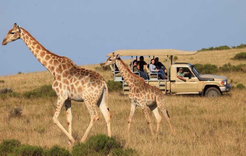 Private safari vehicle in Serengeti