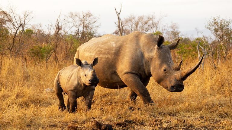 Mkomazi National Park 