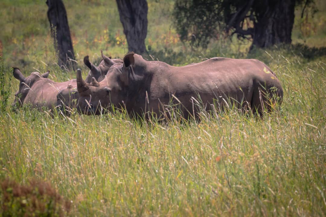 Luxury Safari in Tanzania's Northern Circuit