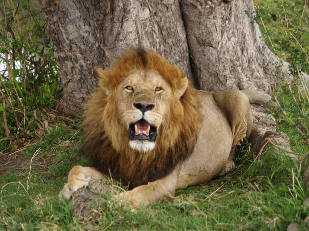 Experience the Wild in Tanzania