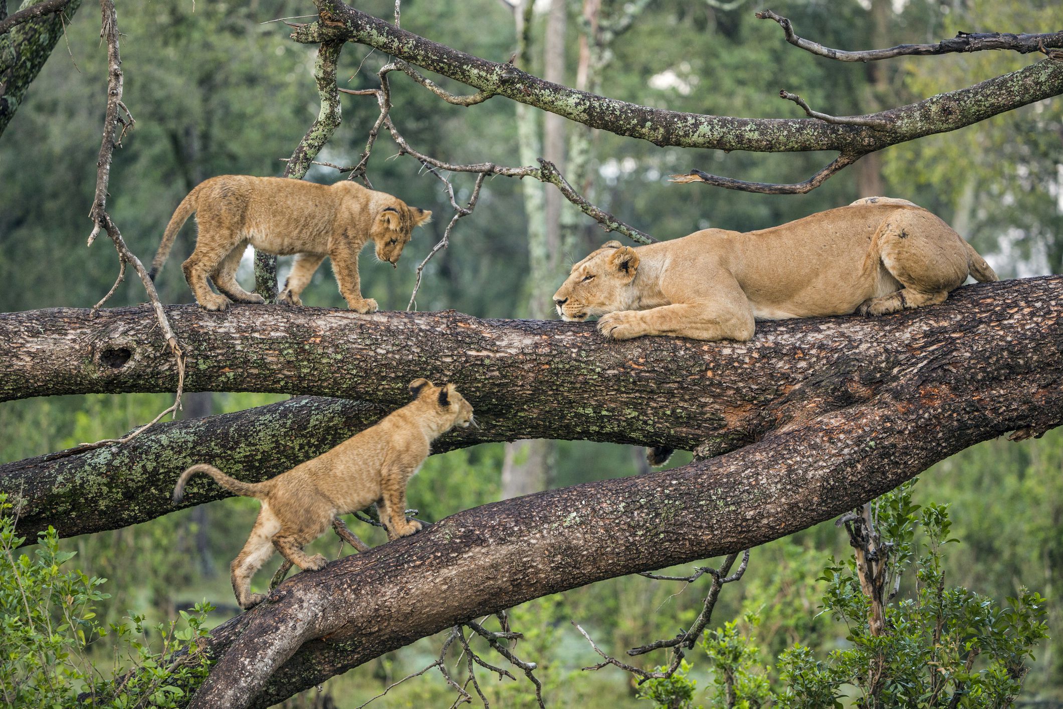 Lakemanyara National park