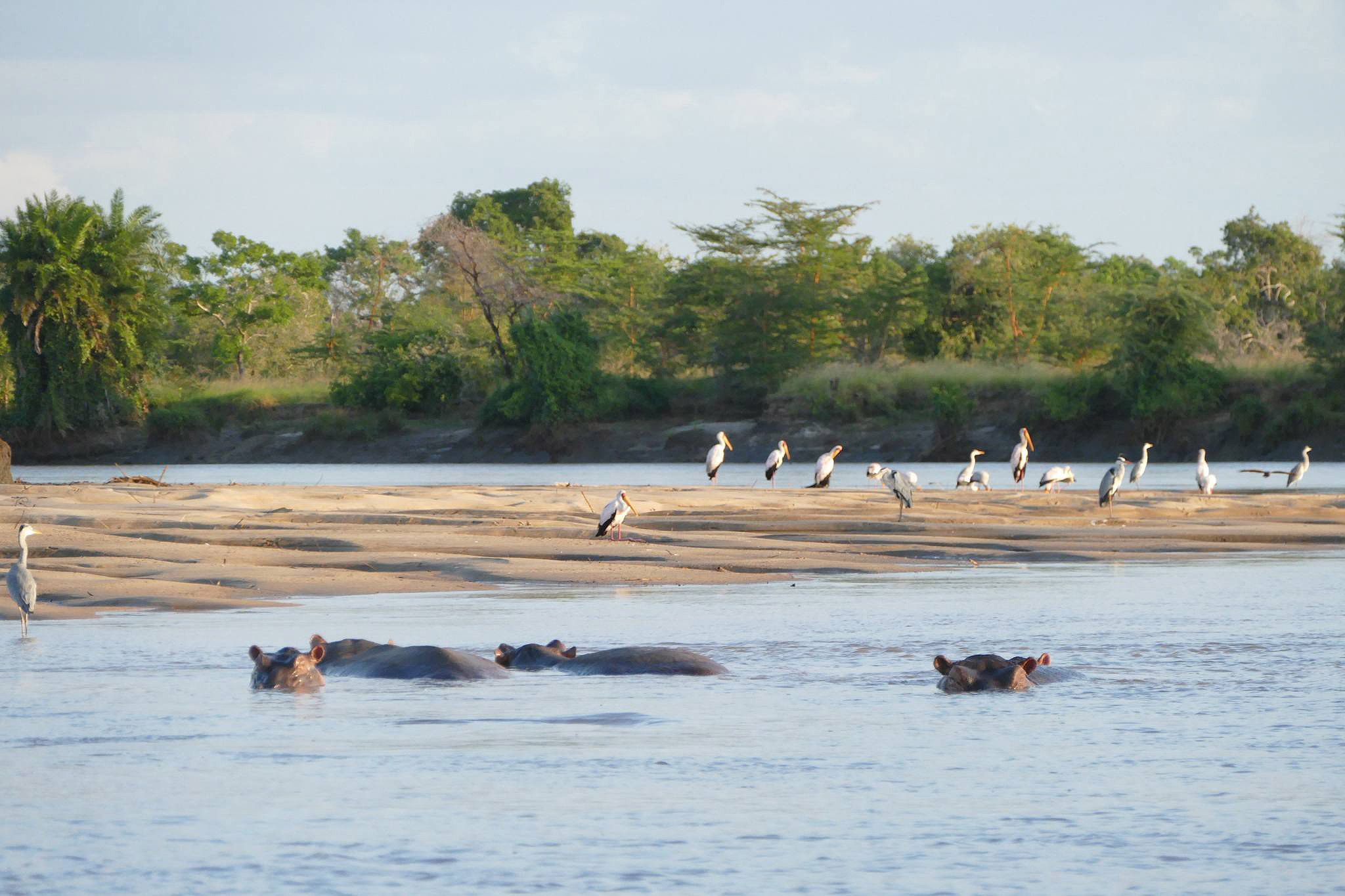 Bird watch at Saadani National Park