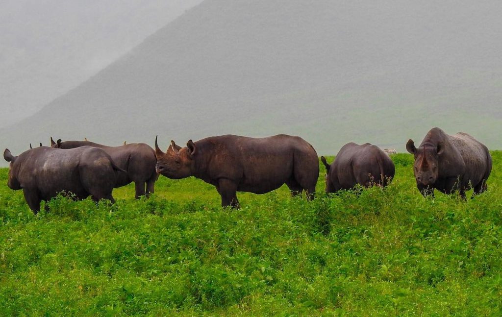 Ngorongoro Crater