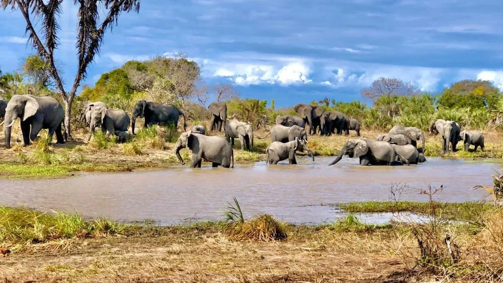 Group of elephants at Saadani National Park