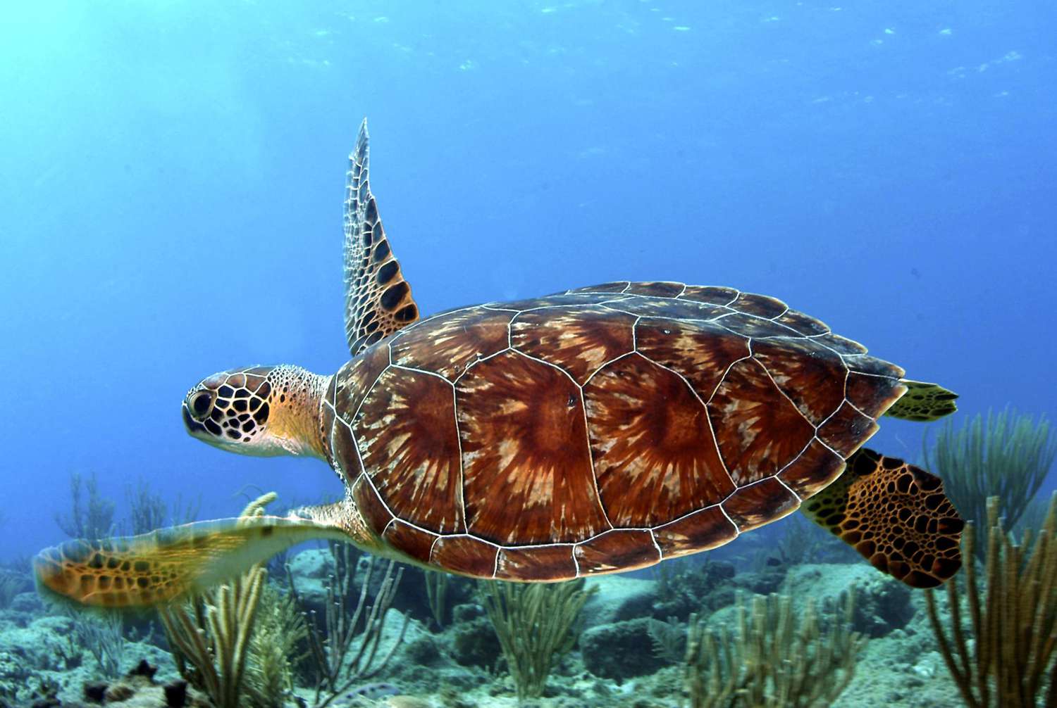 Nungwi Mnarani Aquarium & Marine Turtle Conservation Lagoon