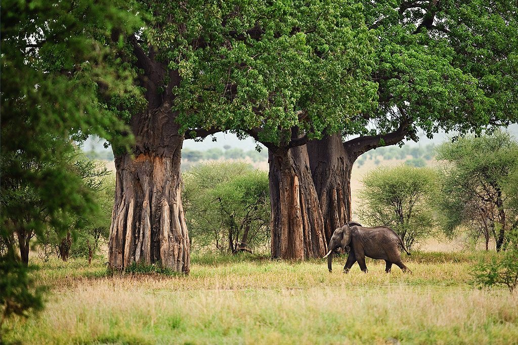 Tarangire baobabs
