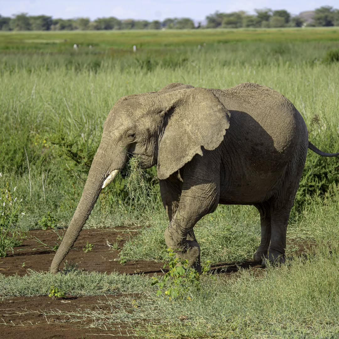 Wild elephants in Tanzania